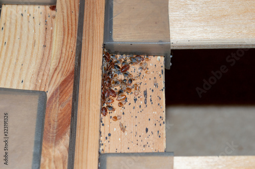 A serious bed bug infestation affecting a residential bedroom where bedbugs developed undetected on the frame of a double bed beneath the mattress under and between the plastic clips of wooden slats. photo