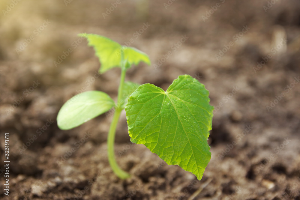 Seedling of cucumber. Young sprout by sunlight Seedling of cucumber. Young sprout by sunlight