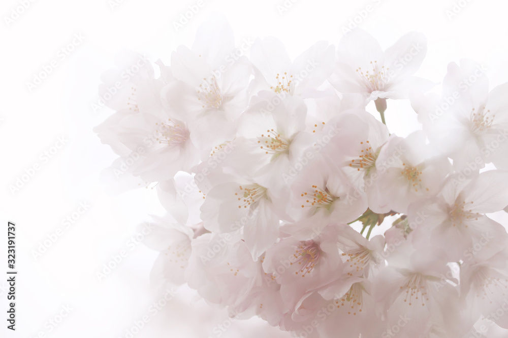 桜(ソメイヨシノ) 桜(ソメイヨシノ)