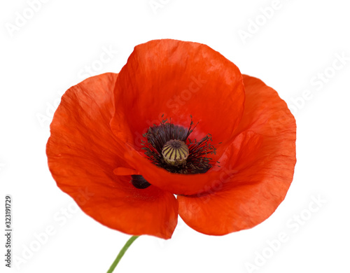 Poppy isolated on a white background.
