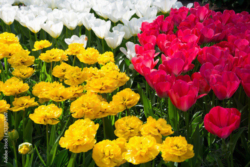 Beautiful tulips blooming in a garden. Spring flowers in blossom