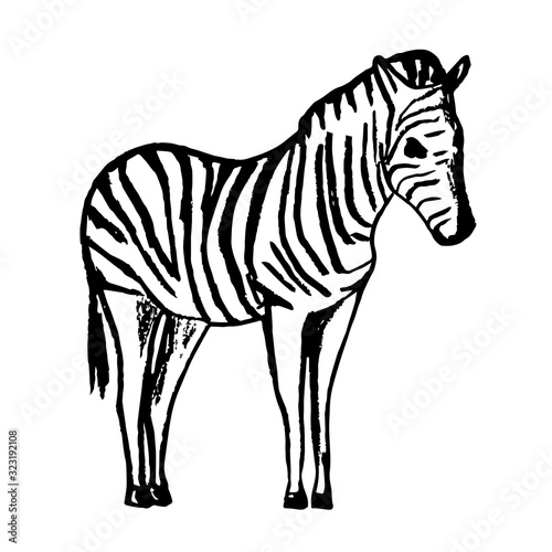 African wild animal zebra hand-drawn in black pencil  full length  side view. Vector stock illustration. Striped skin color. Safari  nature  zoo.