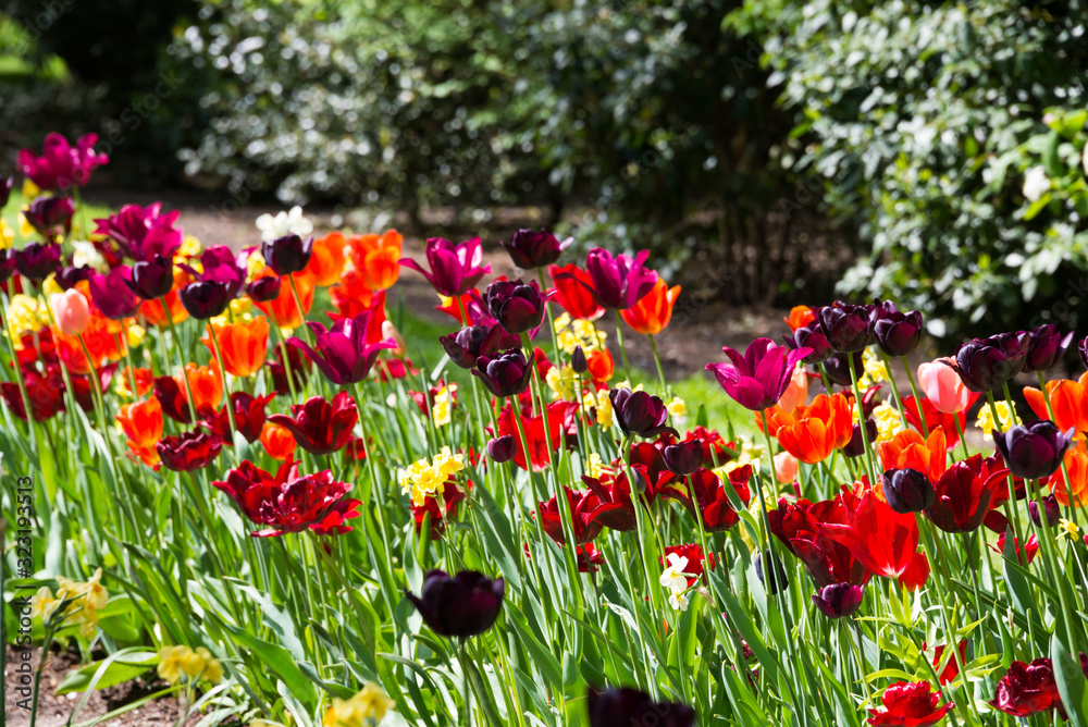 Obraz premium Beautiful tulips blooming in a garden. Spring flowers in blossom