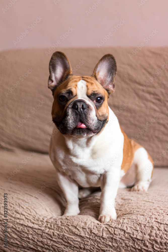 Portrait of cute french bulldog , white and brown small dog.