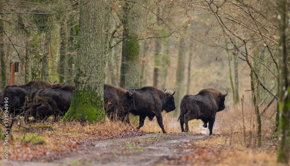 European bison(Bison bonasus) herd on run away