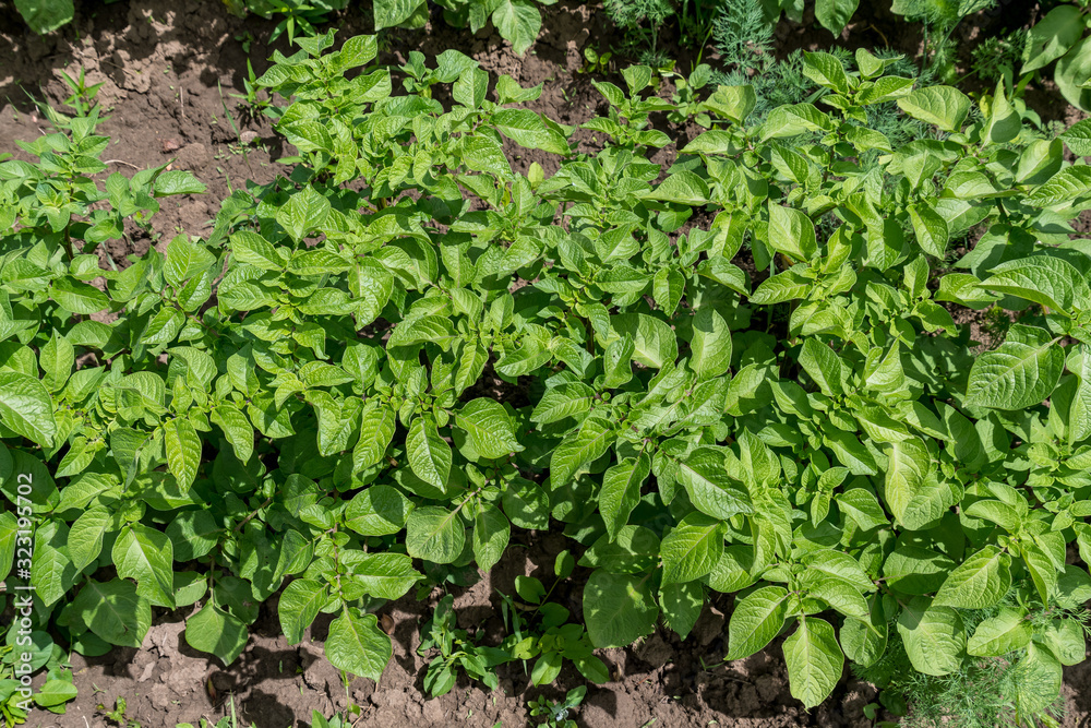 Fresh green organic potato leaves in a traditional vegetables garden in a summer day, beautiful outdoor green background photographed with soft focus Fresh green organic potato leaves in a traditional vegetables garden in a summer day, beautiful outdoor green background photographed with soft focus