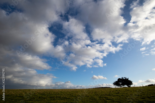 Windswept stunted tree on farm grassland field in rural Hampshire against a cloudy sky