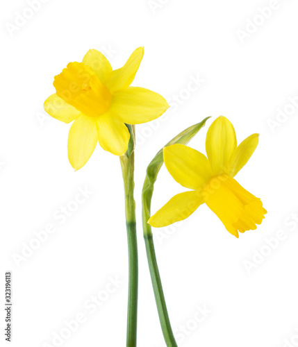 Two small yellow Narcissus isolated on white background.