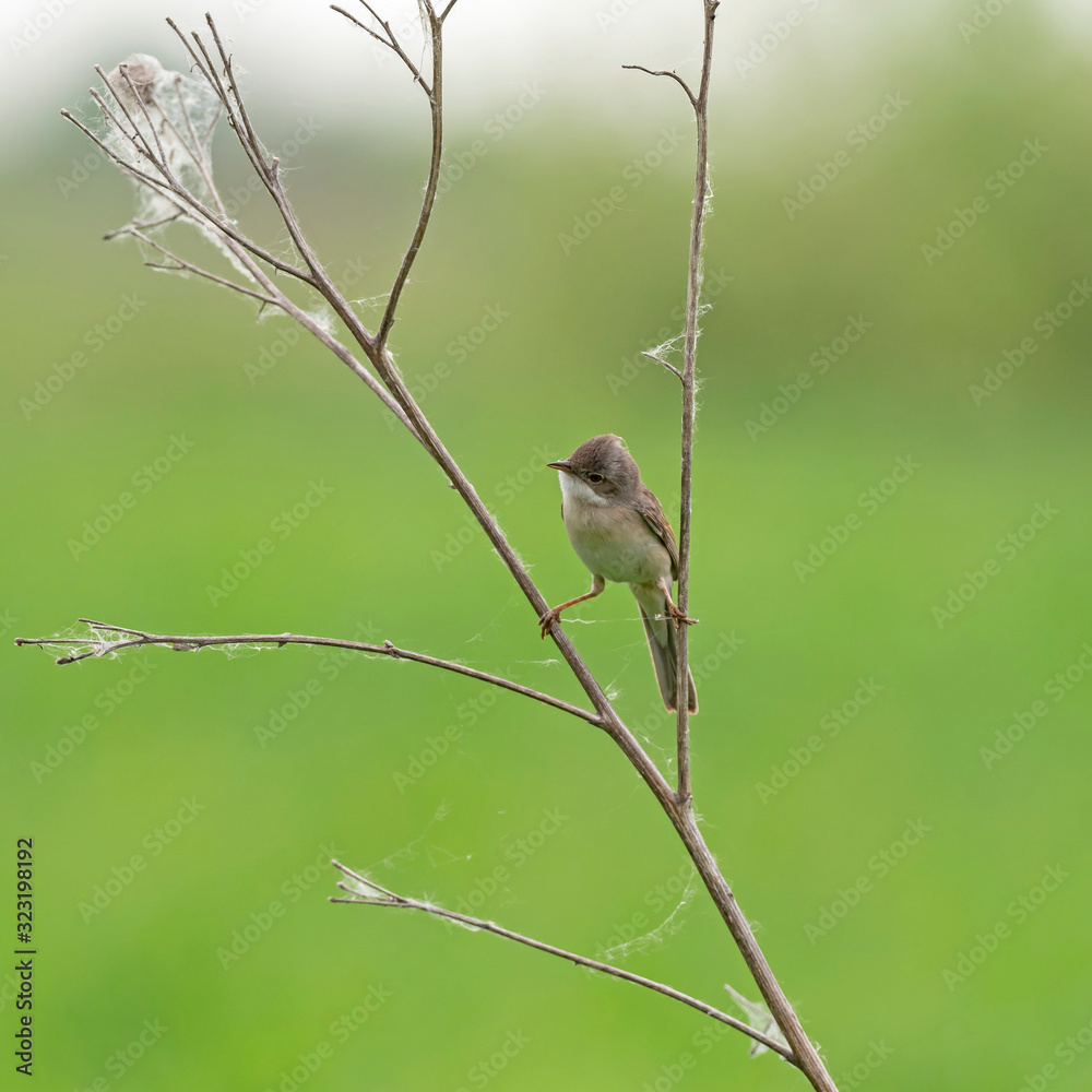 Fototapeta premium The common whitethroat (Sylvia communis) is a common and widespread typical warbler which breeds throughout Europe