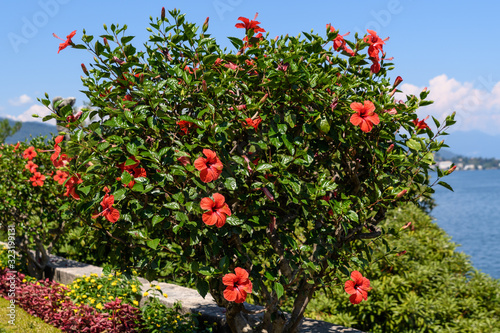 Wallpaper Mural Large and delicate vivid red hibiscus flowers in a tree in an exotic garden in a sunny summer day on Isola Bella by Lake Maggiore in Northern Italy, outdoor floral background Torontodigital.ca