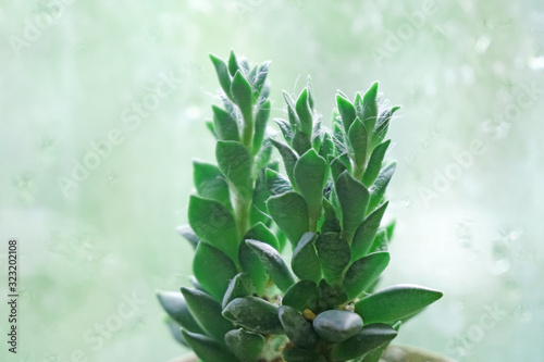 Nature scene of Macro succulent pots with blurred background - Tropical Plant backdrop and beautiful detail
