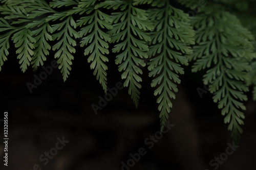 Nature scene of Closeup green Fern leaf is Tropical leaves with blurred background