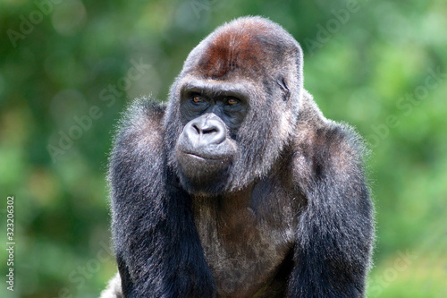 Gorille des plaines en gros plan © guitou60