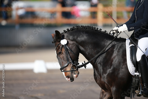 Dressage horse black with rider, head portrait behind the vertical.. © RD-Fotografie