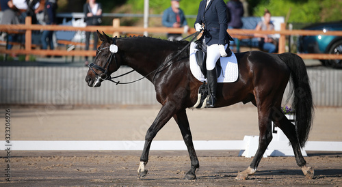 Dressage horse Rappe walks relaxed after the test on the long rein..