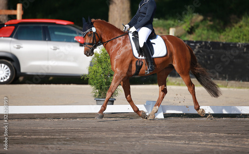 Dressage horse brown with rider trotting on the hoof on the right hand from right to left..