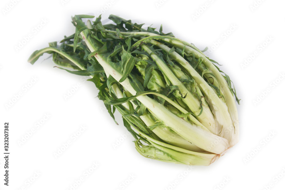 Catalonia chicory called Puntarelle in Italy isolated on white background. Italian vegetable on white Catalonia chicory called Puntarelle in Italy isolated on white background. Italian vegetable on white