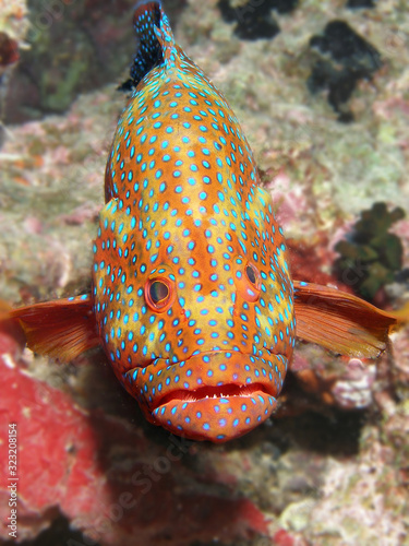 Coral Trout Portrait showning vibrant colours. Taken on Great Barrier Reef off Cairns Queensland Australia photo