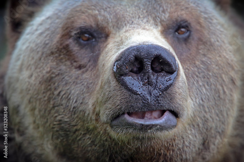 Close up of Grizzly Brown Bear nose. Showing good nose detail and pattern.