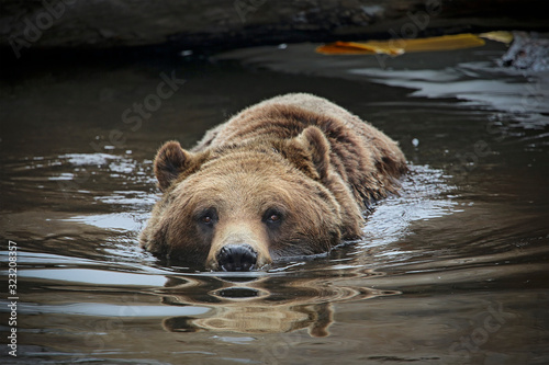 Grizzly Brown Bear swimming in lake