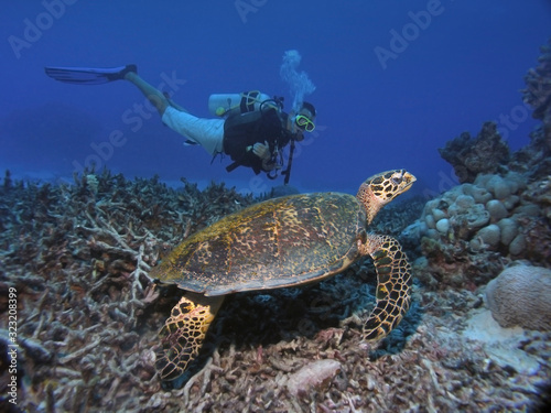 Diver looking at sea turtle. Great Barrier Reef Australia.