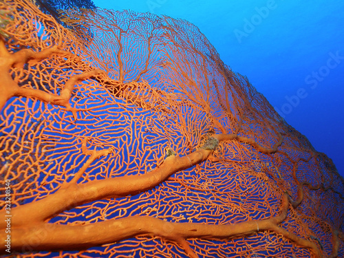 Giant Gorgonian Fan. Beautiful piece of coral on the Great Barrier Reef. Perfect for Great Barrier Reef Tourism Industry.