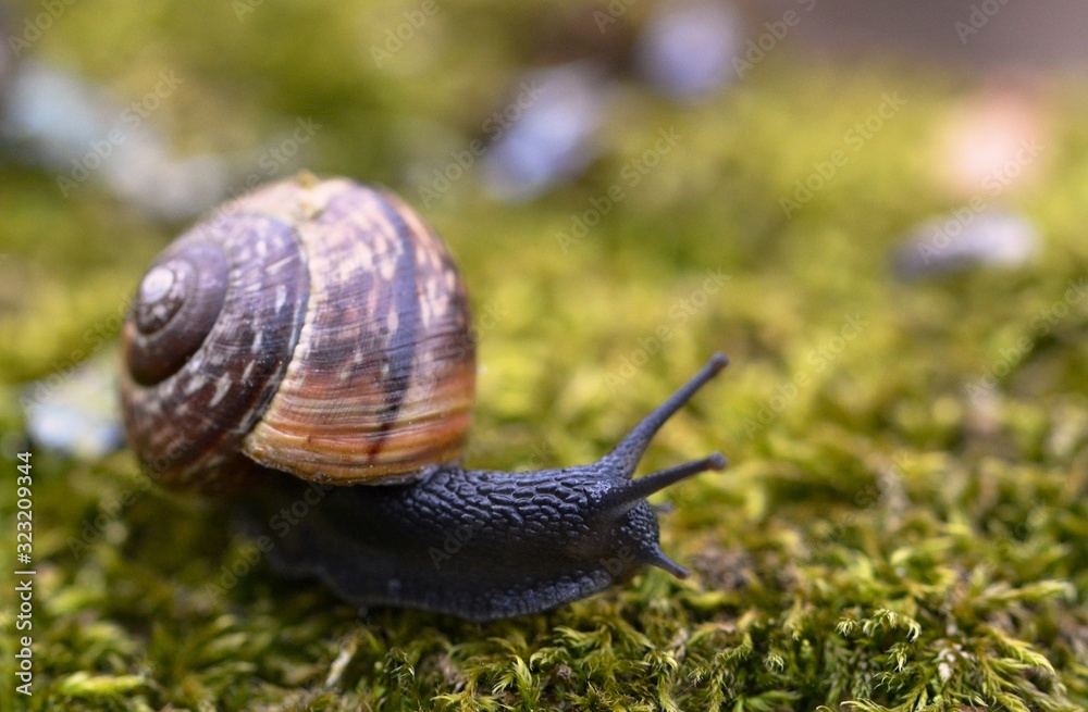 snail on green leaf