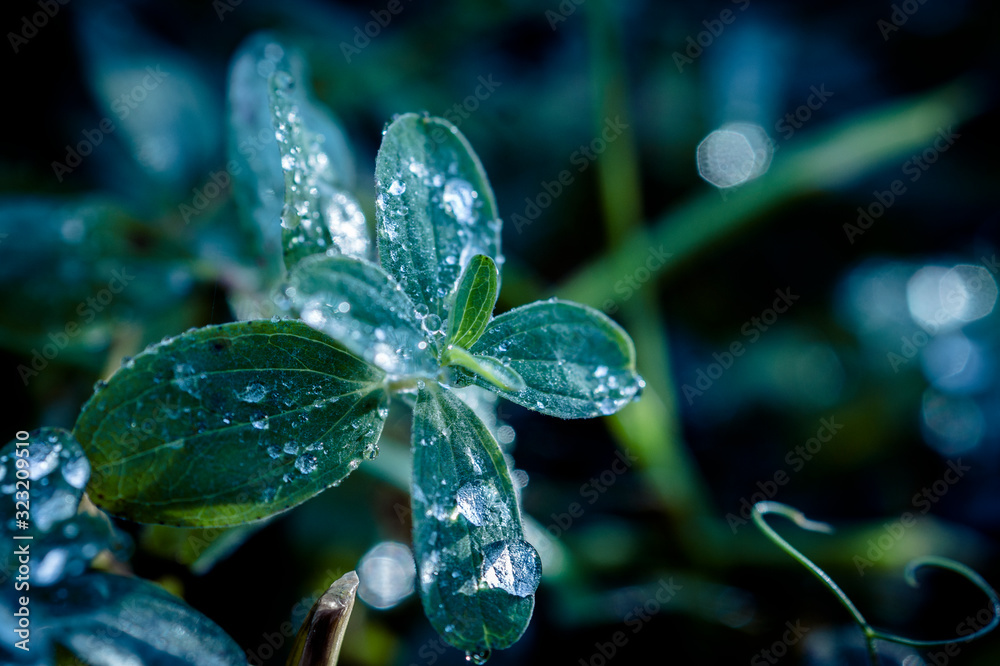 Wassertropfen auf den Blättern einer Pflanze