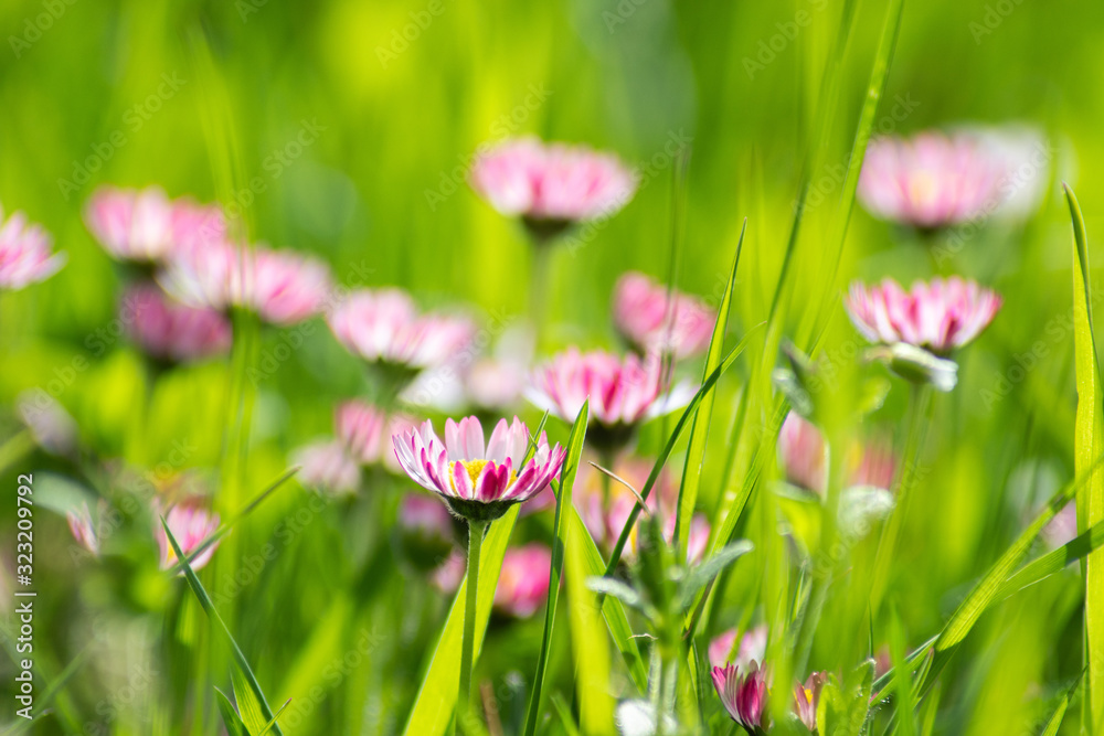 Fototapeta premium bellis perennis