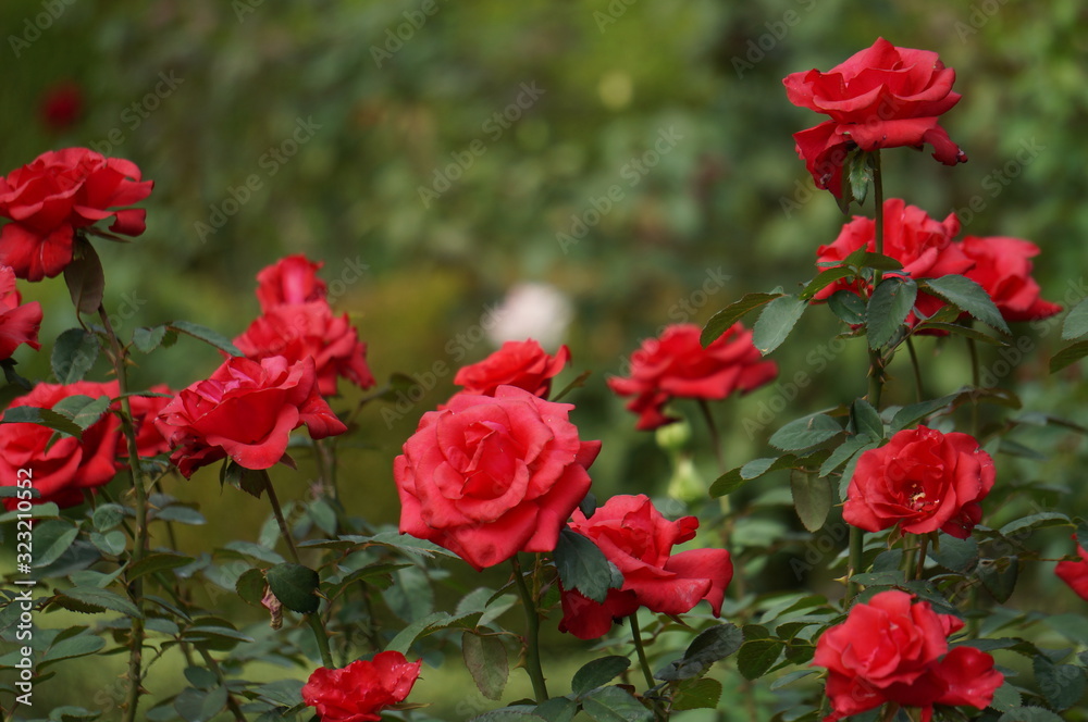 薔薇の咲く庭 薔薇の咲く庭