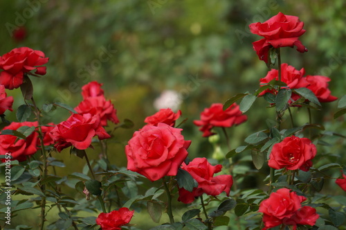 薔薇の咲く庭