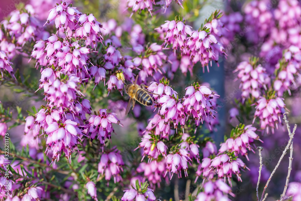 Obraz premium eine Biene sammelt auf einer Blume (Schneeheide) Honig