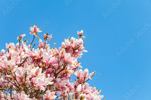 Magnolie vor blauem Himmel im Frühling