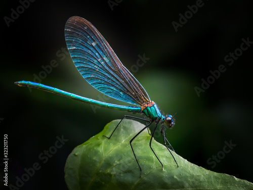 Beautiful Demoiselle (Calopteryx virgo) © Mark
