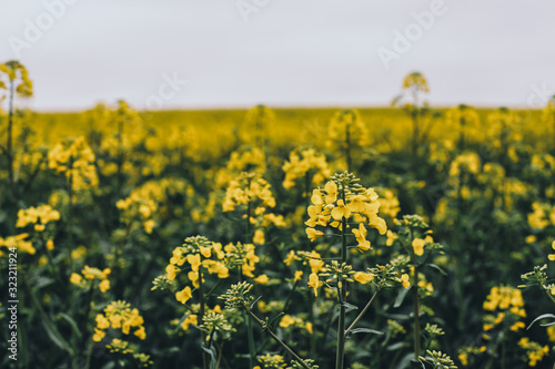 Blooming yellow rape field.