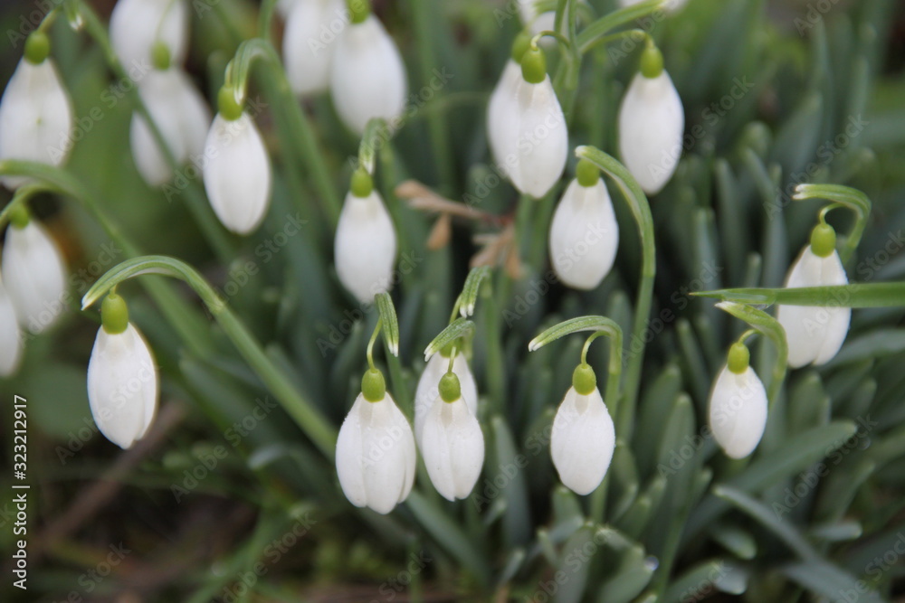 Fototapeta premium White snowdrop spring flowers february