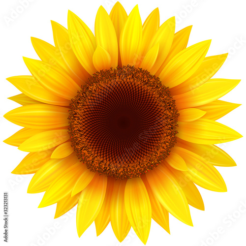 Fototapeta Naklejka Na Ścianę i Meble -  Sunflower isolated, vector flower illustration.