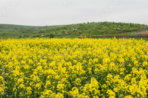 Blooming yellow rape field. © perminoffa