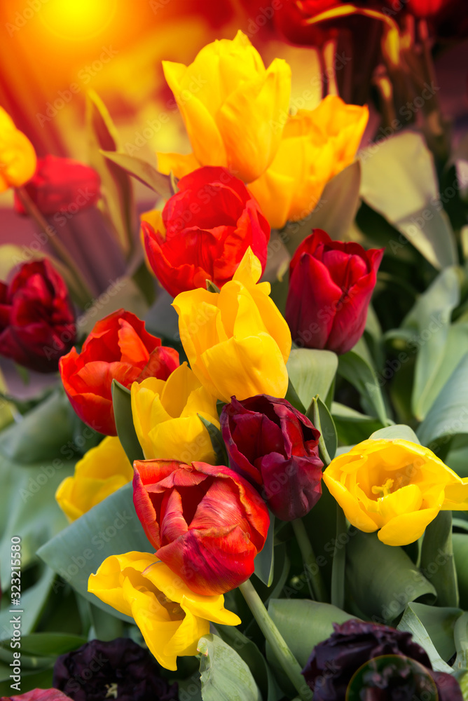 Fototapeta premium Beautiful tulips blooming in a garden. Spring flowers in blossom