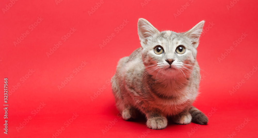 Gray tabby cat on a red background. Animal portrait. Pet. Place for text. - obrazy, fototapety, plakaty 