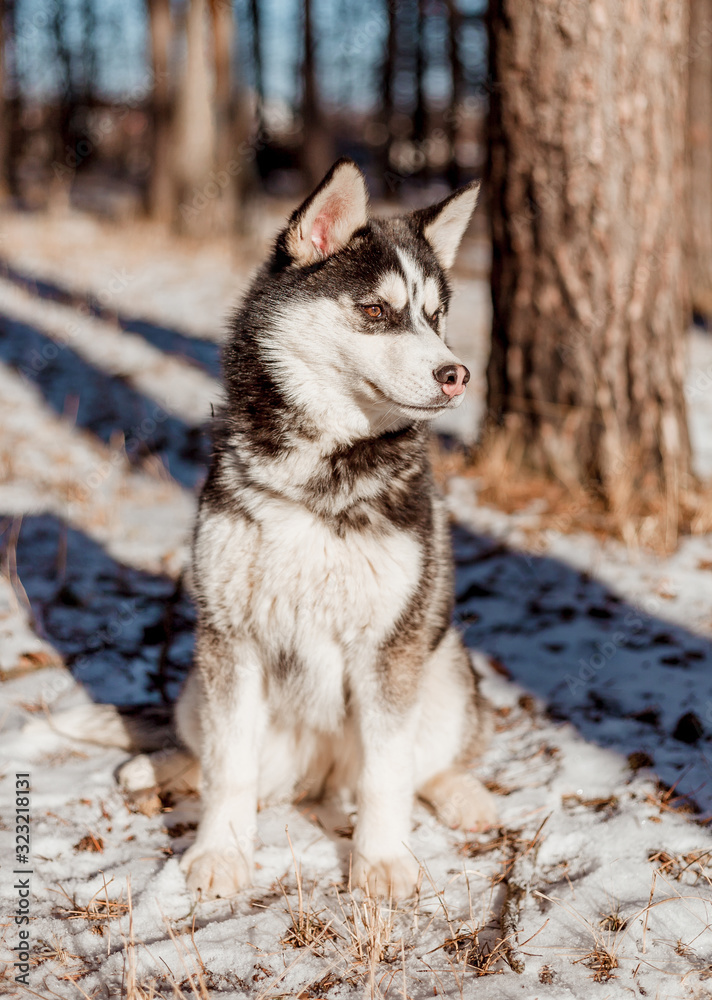 Obraz premium portrait of siberian husky