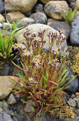 Seashore aster Tripolium pannonicum flowering with purple flowers on a rocky seashore photo