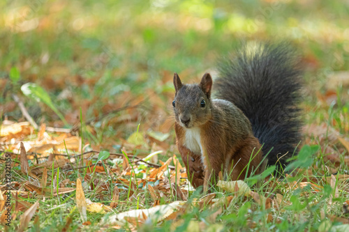 Looking Squirrel © Anja