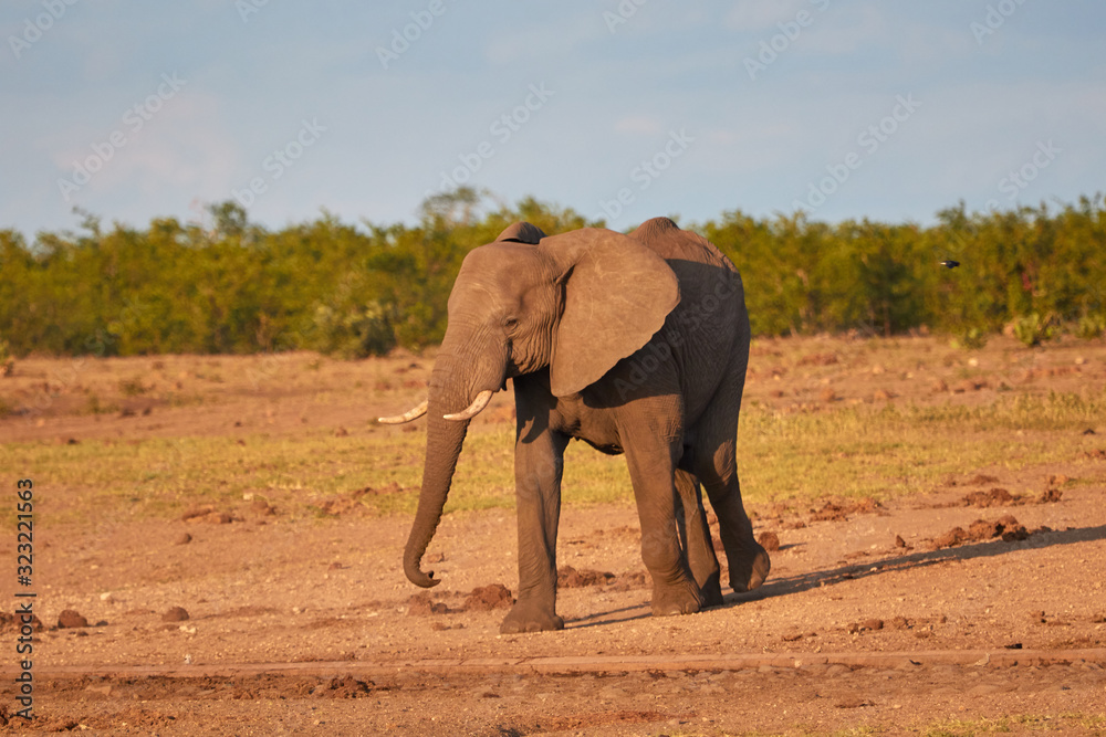An African Elephant during sunset