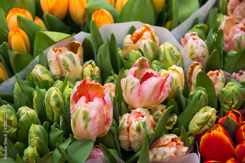 Fototapeta premium Many tulip flowers on sale in a Dutch shop