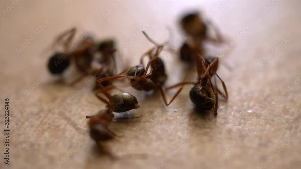 Red domestic ants die from poisoning with modern isecticides. Pest Control with bug Red domestic ants die from poisoning with modern isecticides. Pest Control with bug