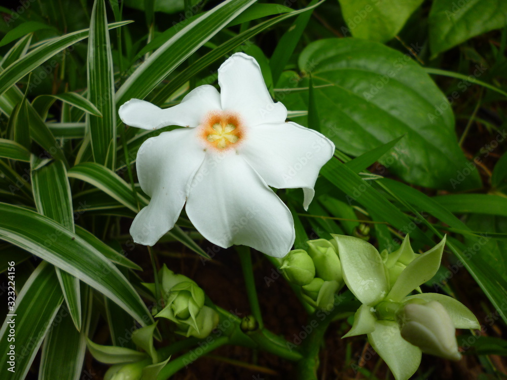 Obraz premium White flower and green grass and leaves