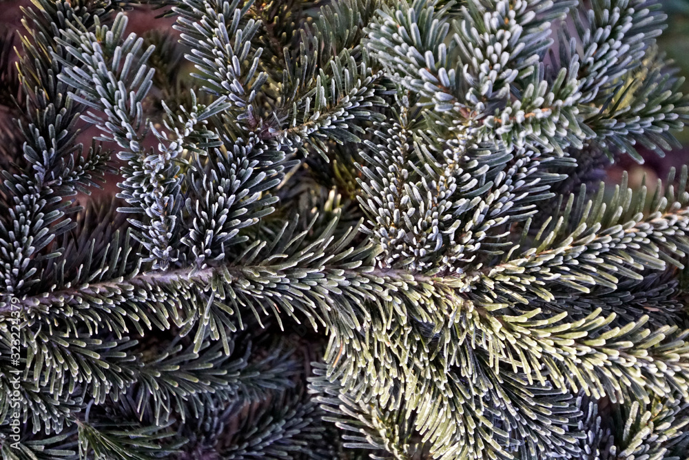 A branch of fir. coniferous plant. The texture of nature.