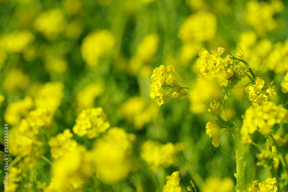Obraz premium 咲き誇る菜の花