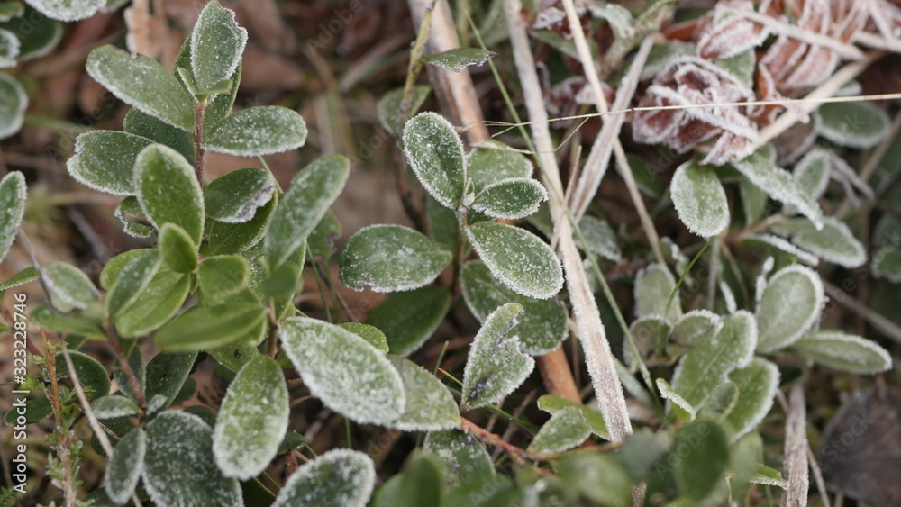 frost leaves in Swedish forests frost leaves in Swedish forests